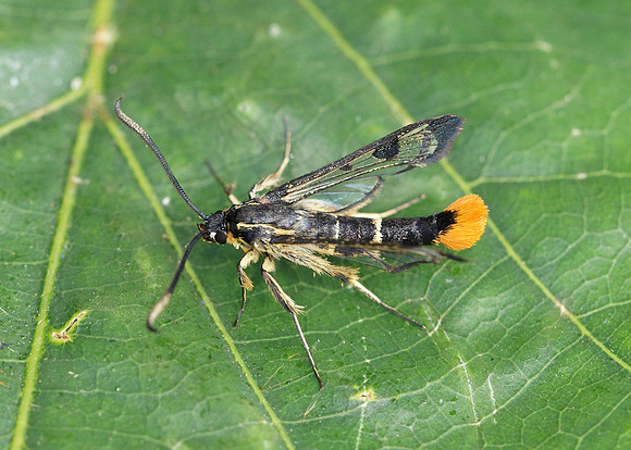 Welsh Clearwing Synanthedon scoliaeformis