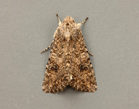73.255 BF2145 The Nutmeg Anarta trifolii