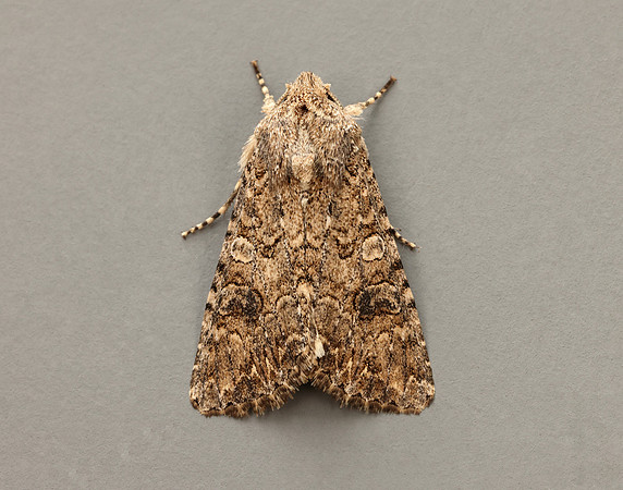 73.255 BF2145 The Nutmeg Anarta trifolii