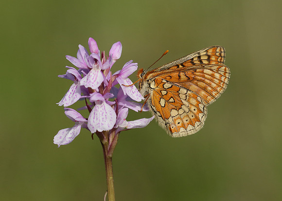 Marsh Fritillary Euphydryas aurinia
