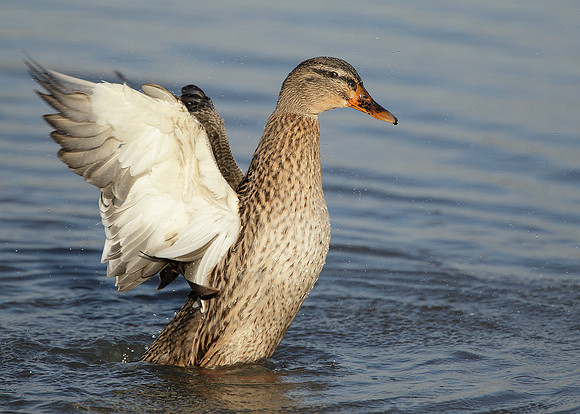 Mallard Anas platyrhynchos