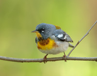 Northern Parula