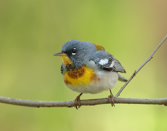 Northern Parula