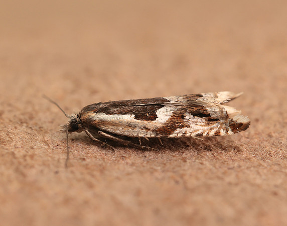 49.211 BF1128 Ancylis myrtillana