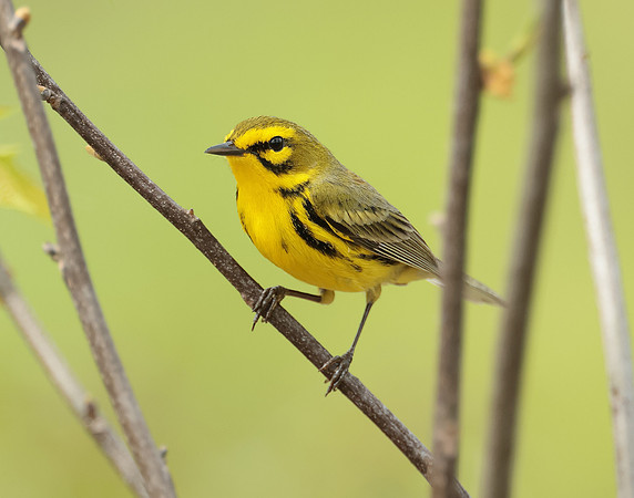 Prairie Warbler Setophaga discolor