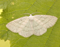 70.277 BF1955 Common White Wave Cabera pusaria