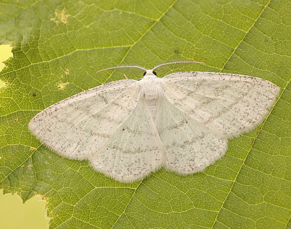 70.277 BF1955 Common White Wave Cabera pusaria