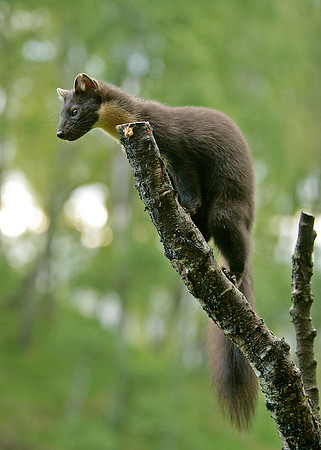 Pine Marten Martes martes