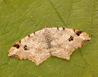 70.211 BF1889 Peacock Moth Macaria notata