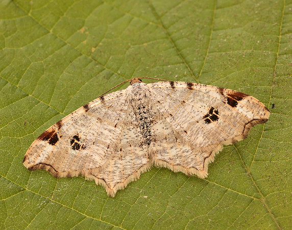 70.211 BF1889 Peacock Moth Macaria notata