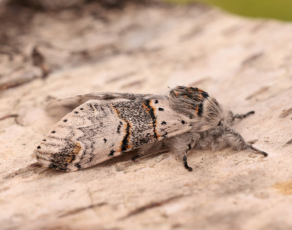 71.007 BF1998 Poplar Kitten Furcula bifida