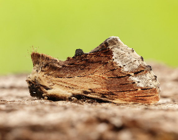 71.022 BF2009 Maple Prominent Ptilodon cucullina