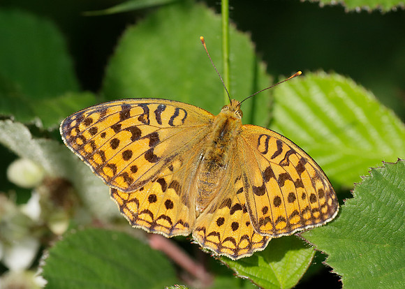 High Brown Fritillary Argynnis adippe
