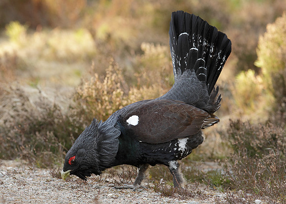 Capercaillie Tetrao urogallus
