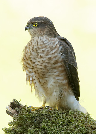 Sparrowhawk Accipiter nisus