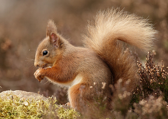 Red Squirrel Sciurus vulgaris