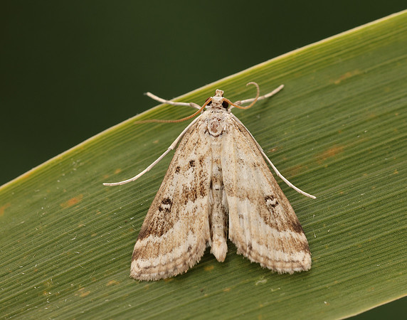 63.117 BF1348 Ringed China-mark Parapoynx stratiotata