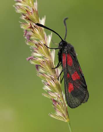 54.007 BF168 New Forest Burnet Zygaena viciae