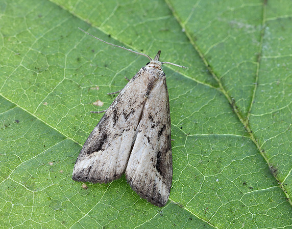 72.061 BF2484 Pinion-streaked Snout Schrankia costaestrigalis