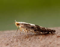 20.019 BF418 Apple Fruit Moth Argyresthia conjugella