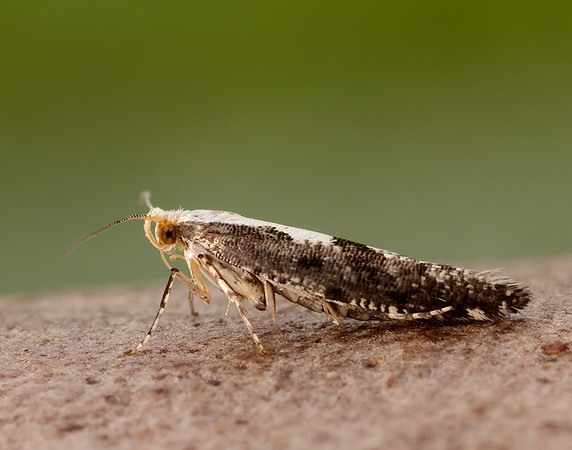 20.019 BF418 Apple Fruit Moth Argyresthia conjugella