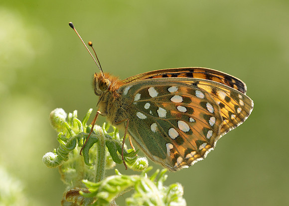 Dark Green fritillary Argynnis aglaja