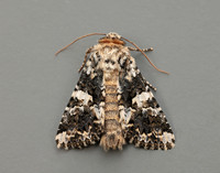 73.283 BF2171 Marbled Coronet Hadena confusa