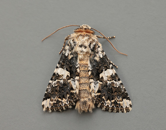 73.283 BF2171 Marbled Coronet Hadena confusa