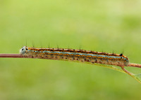 66.003 BF1634 Lackey Malacosoma neustria