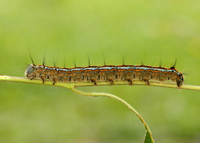 66.003 BF1634 Lackey Malacosoma neustria
