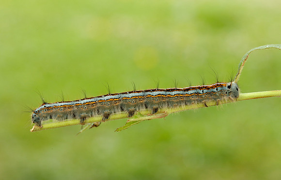66.003 BF1634 Lackey Malacosoma neustria