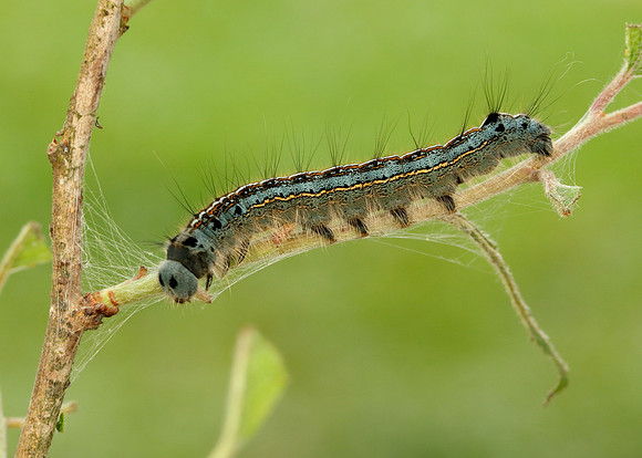 66.003 BF1634 Lackey Malacosoma neustria