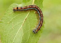 66.003 BF1634 Lackey Malacosoma neustria
