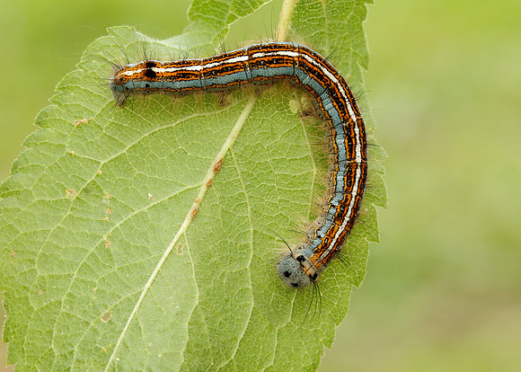 66.003 BF1634 Lackey Malacosoma neustria