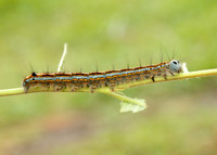 66.003 BF1634 Lackey Malacosoma neustria