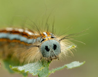 66.003 BF1634 Lackey Malacosoma neustria