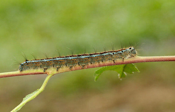 66.003 BF1634 Lackey Malacosoma neustria