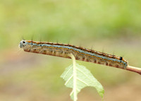 66.003 BF1634 Lackey Malacosoma neustria