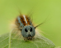 66.003 BF1634 Lackey Malacosoma neustria