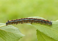 66.003 BF1634 Lackey Malacosoma neustria