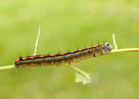 66.003 BF1634 Lackey Malacosoma neustria