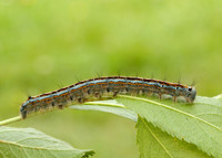 66.003 BF1634 Lackey Malacosoma neustria
