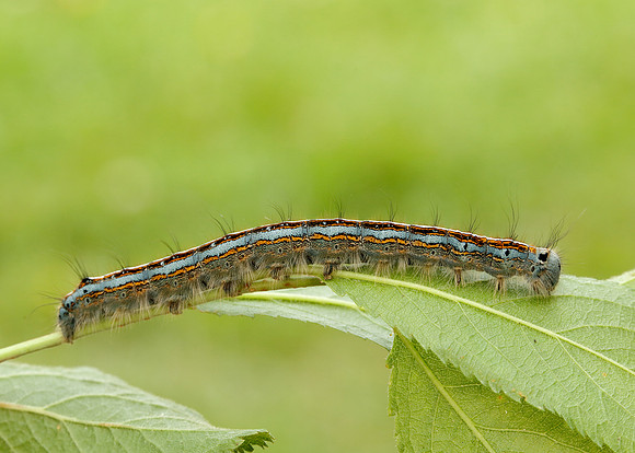 66.003 BF1634 Lackey Malacosoma neustria