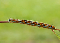 66.003 BF1634 Lackey Malacosoma neustria