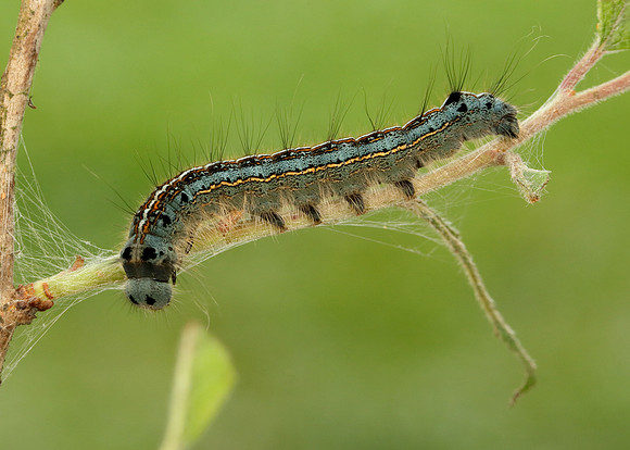 66.003 BF1634 Lackey Malacosoma neustria
