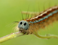 66.003 BF1634 Lackey Malacosoma neustria