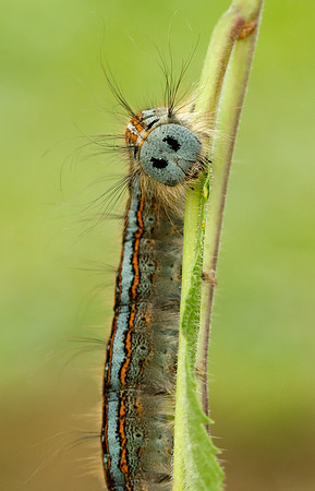 66.003 BF1634 Lackey Malacosoma neustria