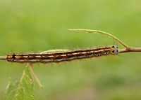 66.003 BF1634 Lackey Malacosoma neustria