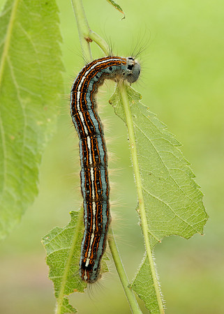 66.003 BF1634 Lackey Malacosoma neustria