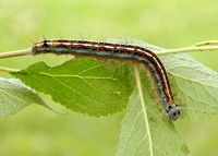 66.003 BF1634 Lackey Malacosoma neustria